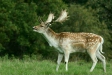 Fallow Deer